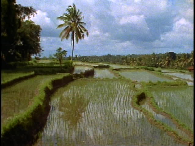 Bali, rice fields in jungle, lush, green, palms, rice terraces, wide shot, pan right