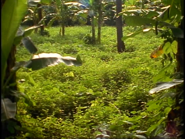 Bali tropical jungle, green, lush rainforest wide shot, tilt up