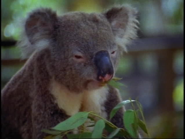 Koala, medium close up eating leaves