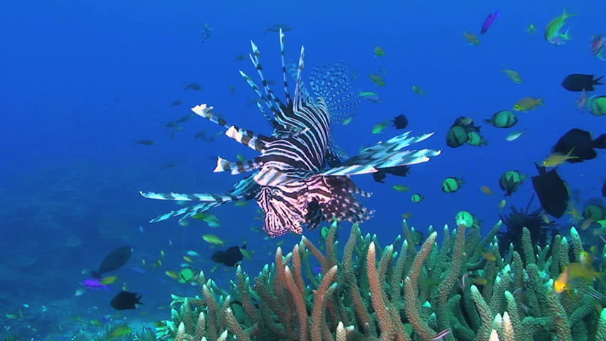 Lionfish aka Turkeyfish, Pterois miles, Papua New Guinea, Milne Bay  
