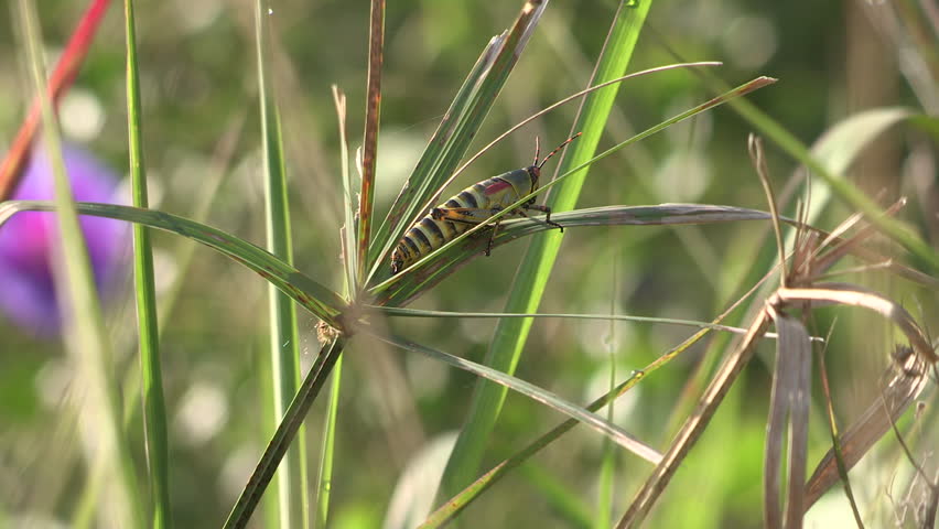 A close-up shot of a locust on a leaf .The locust body colors /colours are red and green .