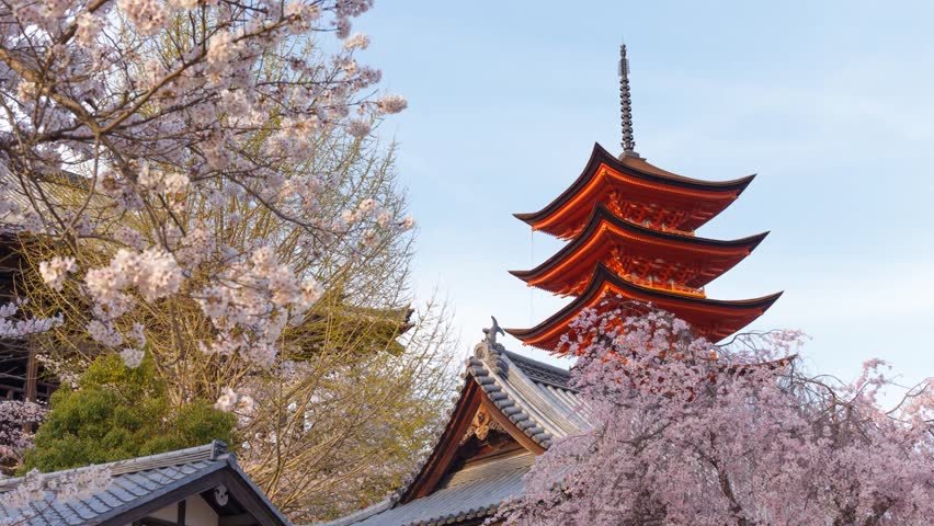 The five storey pagodas in cherry blossom season on miyajima island, hiroshima, japan