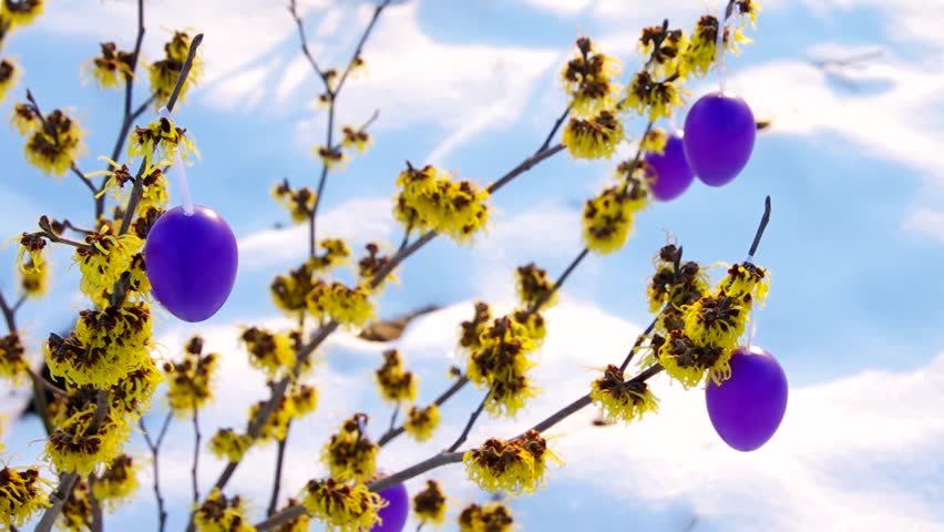 hamamelis shrub in easter time 