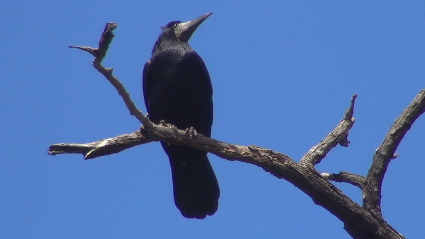 Isolated Crow Sitting on a Bare Branch, Raven on a Windy Day, Crows, Ravens