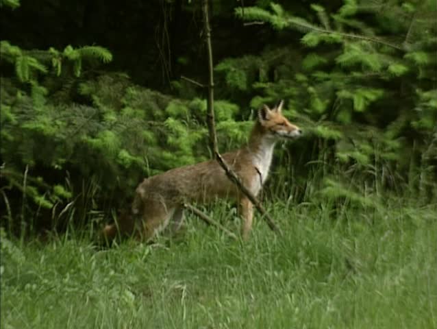 Red fox (vulpes vulpes) runs along forest edge