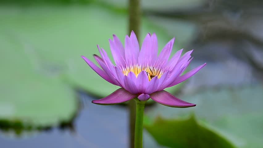 Purple Lotus Flower With Bee