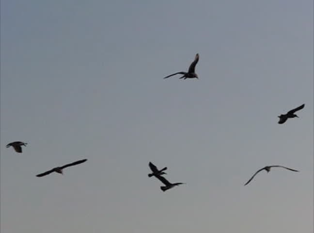 Seagulls flying in slow motion