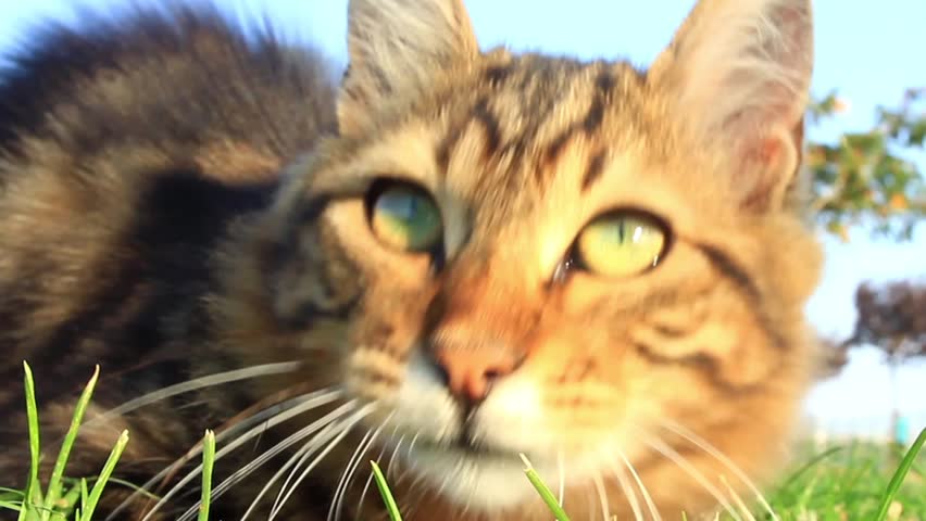 Playing with cat on nature. Lovely tabby cat playing on green grass. 