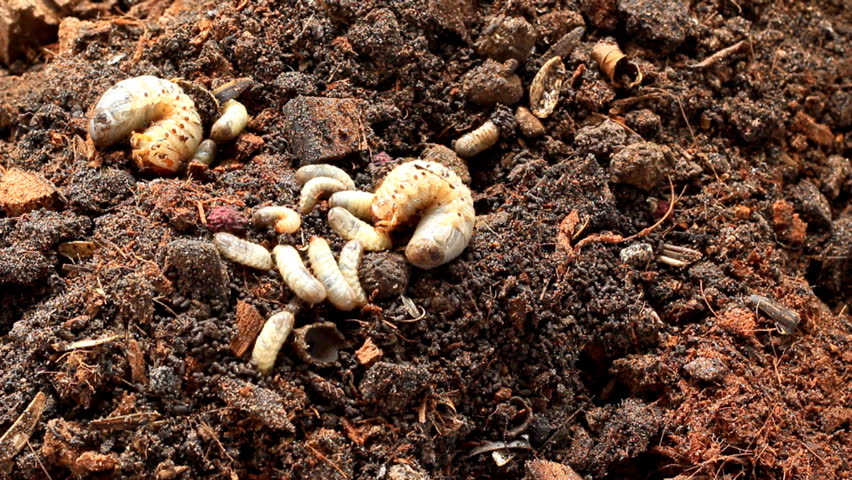 Grubs in the soil.