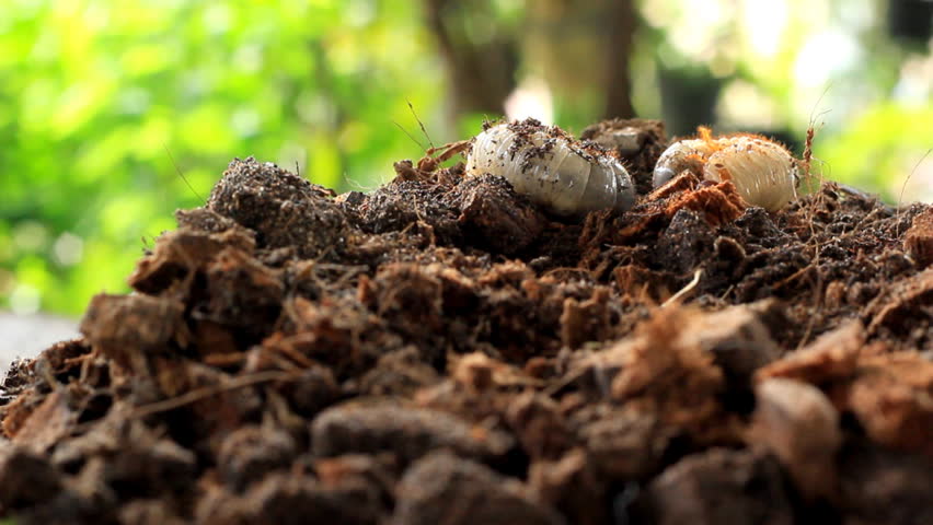 Grubs in the soil.