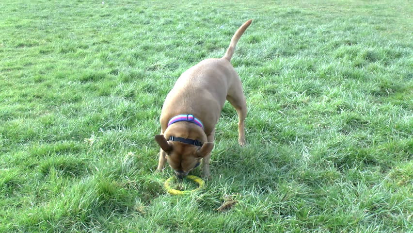 Dog playing with it's toy in a field