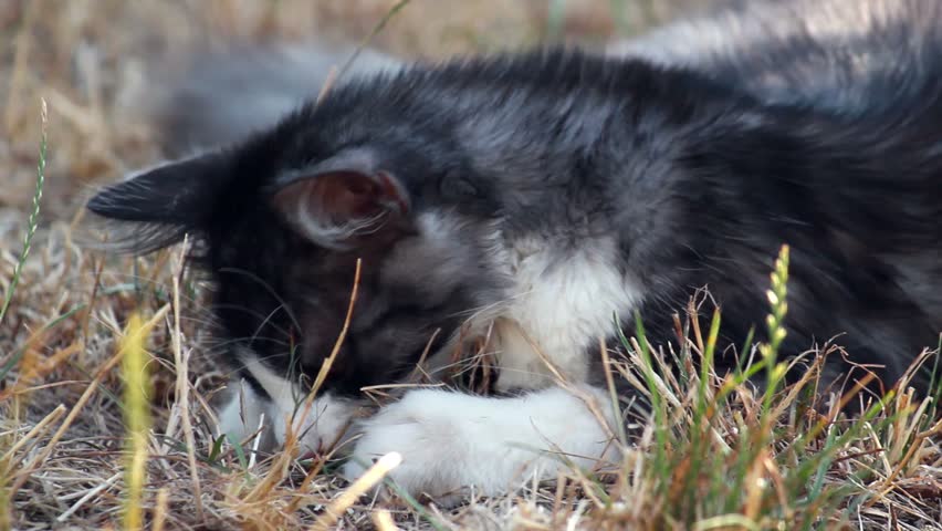 Cat playing with hunted locust on a plot
