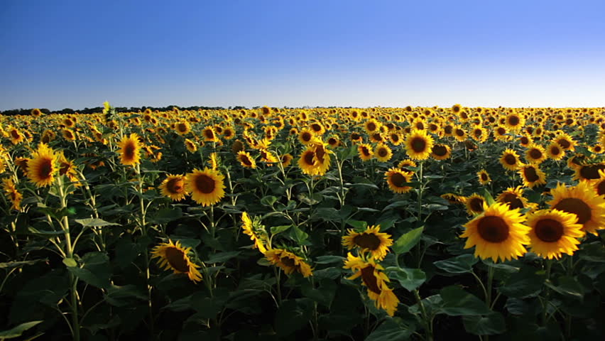 Summer. Blue sky. A field of sunflowers. A dirt road and the bright sun with lens flare
