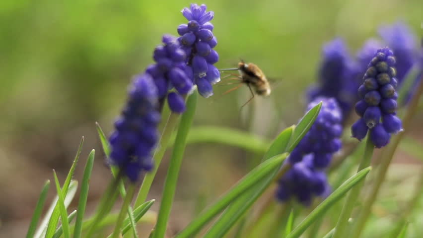 Bumblebee with the trunk into the flower
