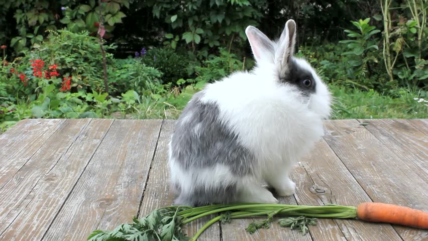 rabbit cleaning self