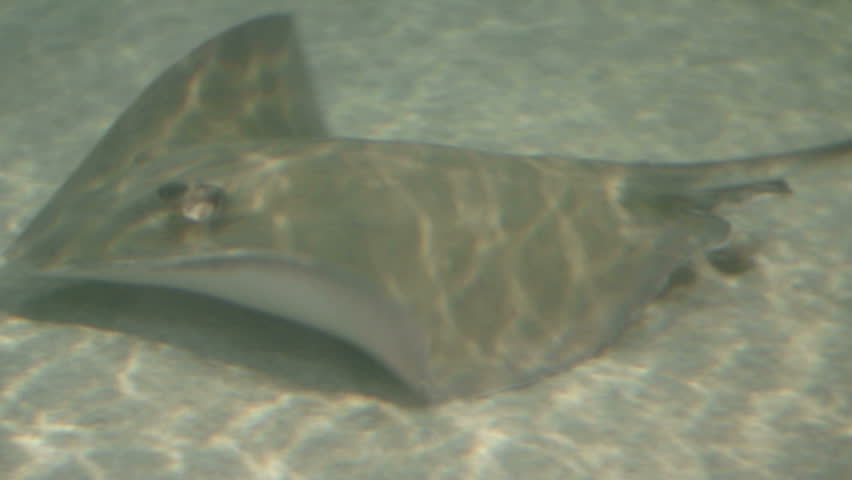 a shot of a stingray swimming by the ocean floor