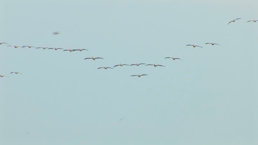 Birds - Colonies of pelicans flying in V-formation - The Great White Pelican - Pelecanus onocrotalus