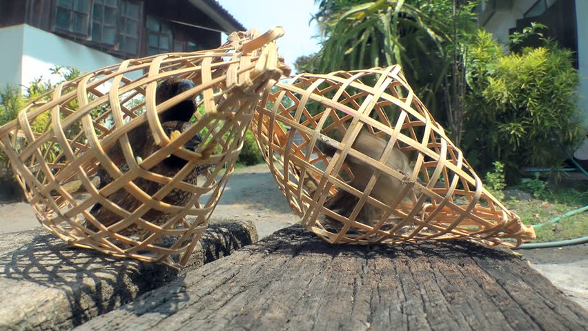 Birds in a wicker cage.
