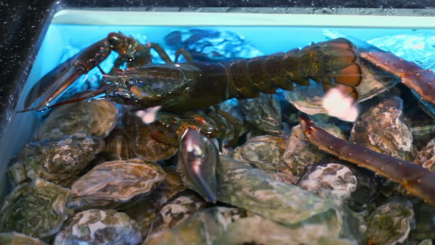 Crayfish sits in wavy water of aquarium with rocks and crab claws, closeup