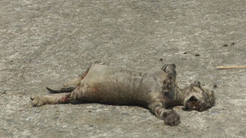A dead cat decomposing with a mass of flies.