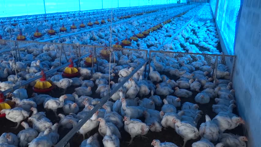  Inside a modern poultry house with a lot of chickens ready to be harvested