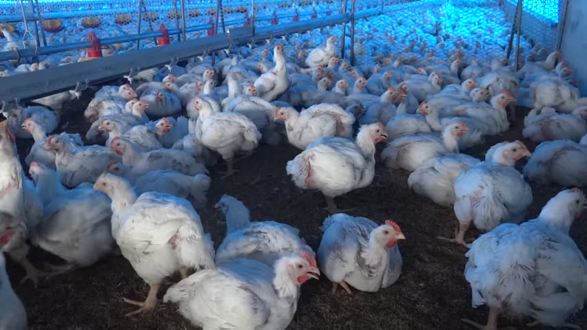  Inside a modern poultry house with a lot of chickens ready to be harvested