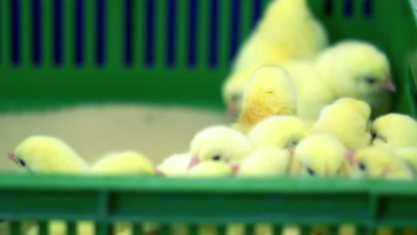 Vaccination of chickens