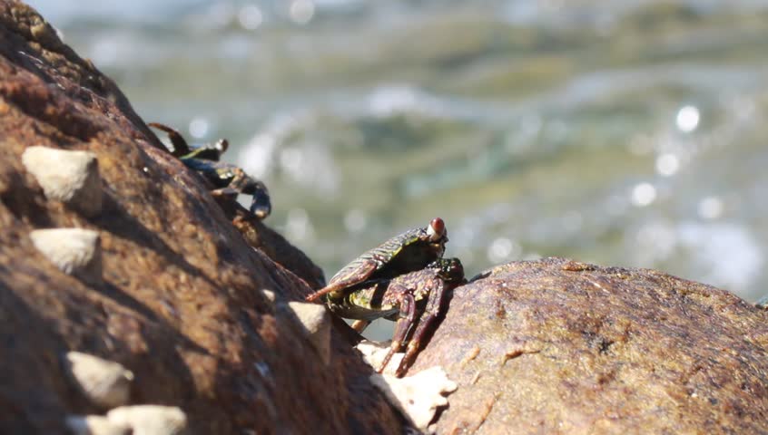 crabs on black stone