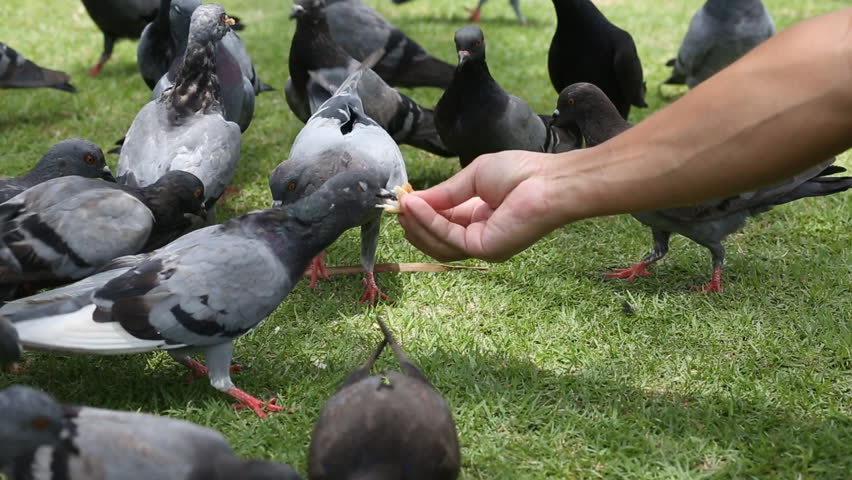 man hand with feeding pigeon on green grass