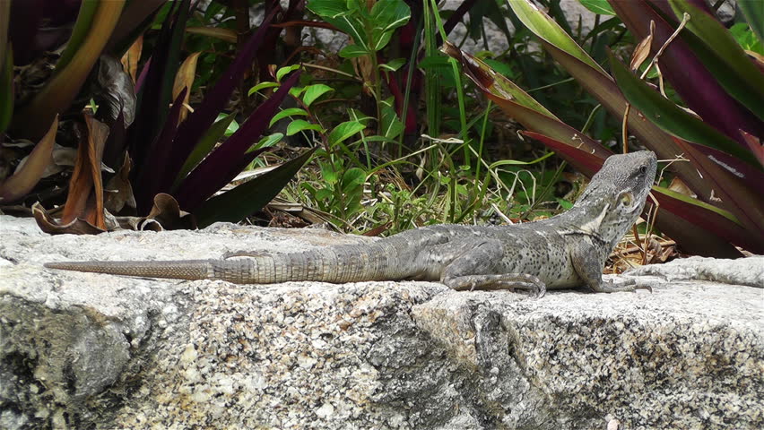 Iguana Watching then Running Away in South Mexico in Oaxaca Central America