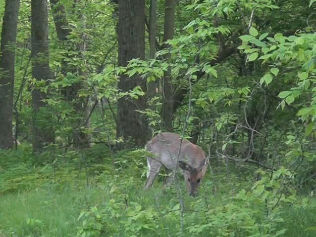 Whitetail Deer in the wild