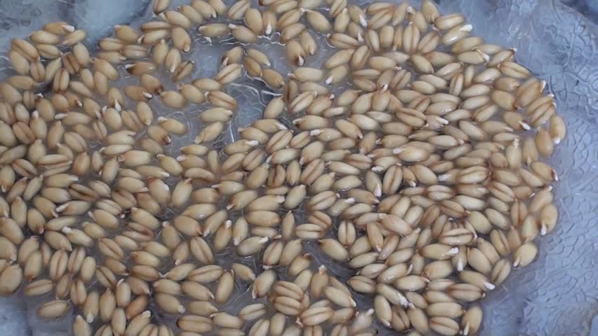 sprouted grain on plate, zoom out 