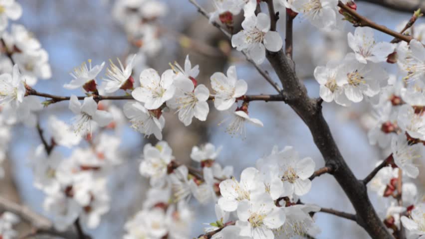 cherry flowers blooming in springtime. Dolly shot.