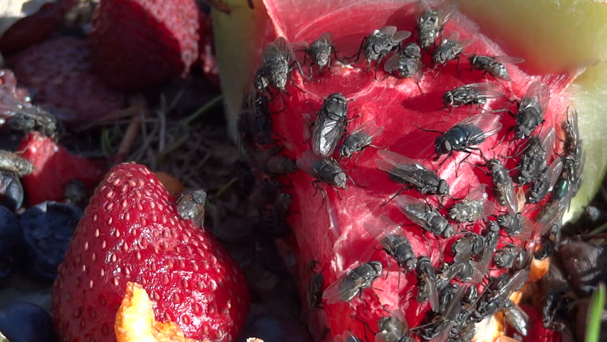 A large group of flies gather to eat some rotting watermelon and strawberry. About half way in a fly walks across the camera lens.