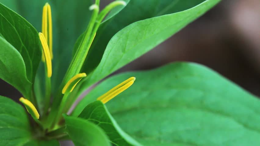 The rare green Trillium in a woodland scene