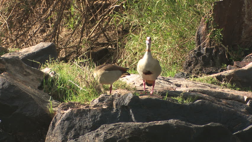 Egyptian goose 2