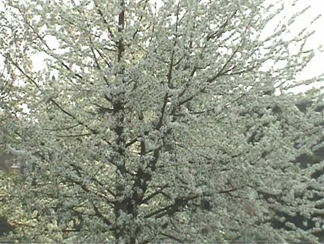 Zoom into a wild cherry tree in April
