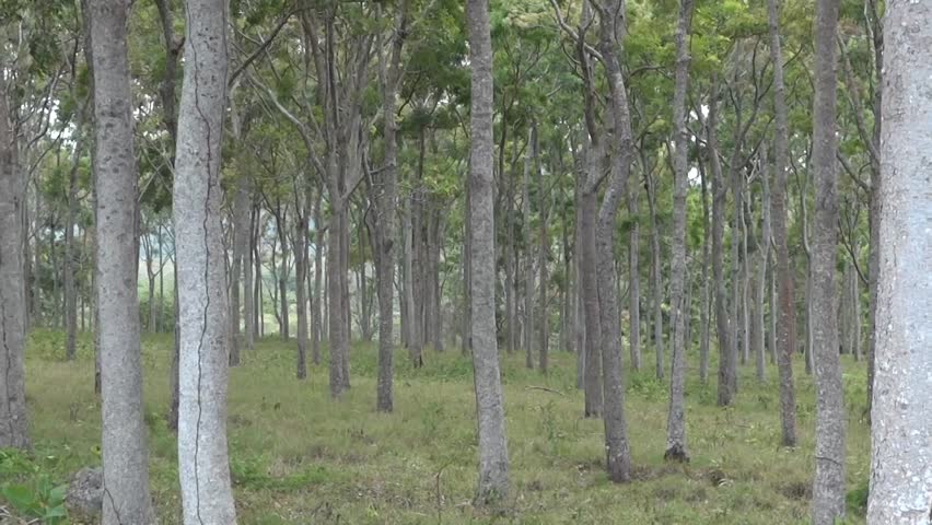 Header of African mahogany