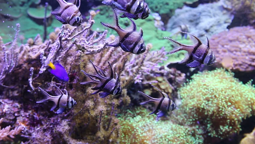 coral life underwater video 1080p