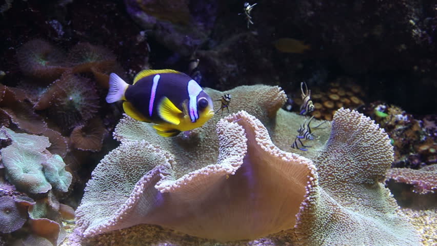 coral life underwater video 1080p