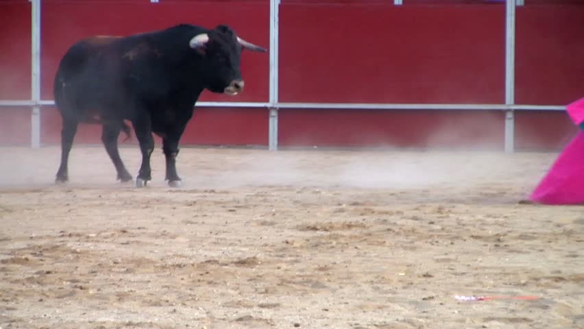 Spain bullfight, powerful black bull