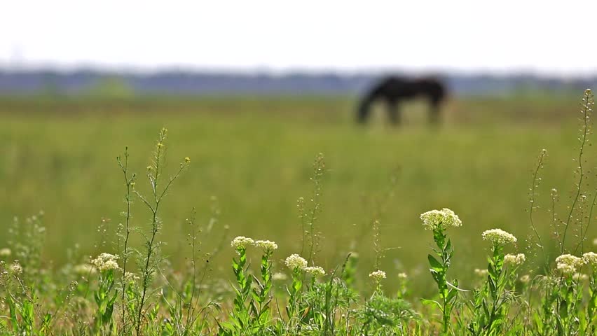 lonely horse grazing in a field far