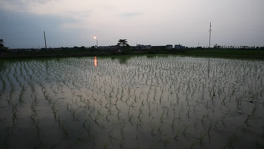 young rice sapling in the field near sunset