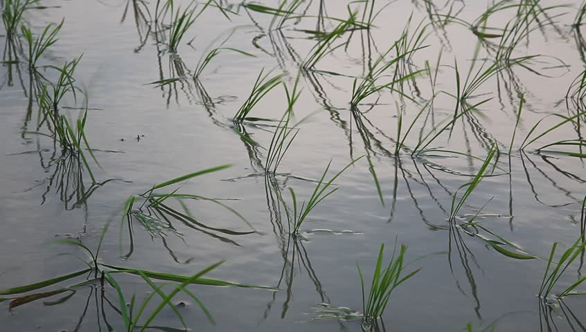 young rice sapling in the field near sunset