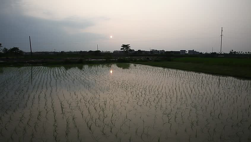 young rice sapling in the field near sunset