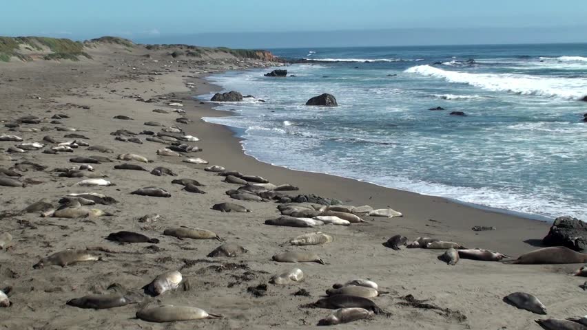 Colony elephant seals (females & pups) on the California coast ( San Simeon)