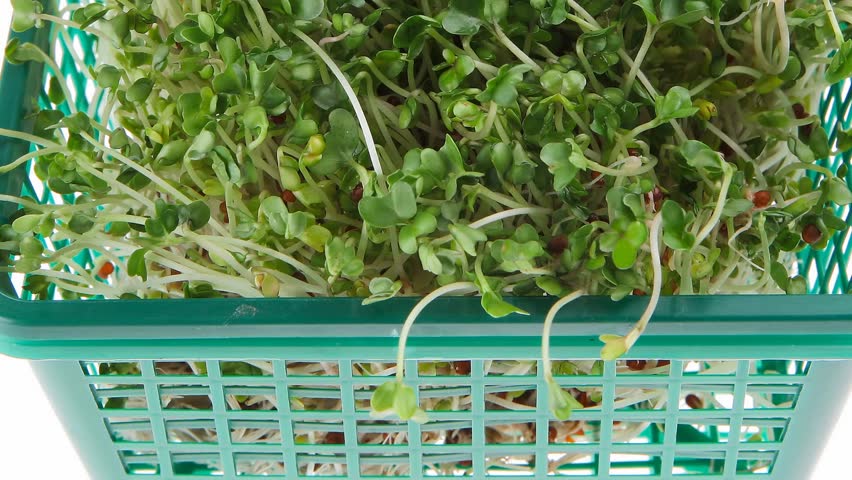 young broccoli sprout in basket 1920x1080 intro motion slow hidef hd