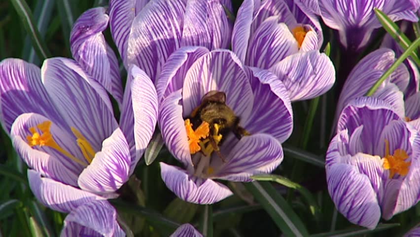 Bumblebee creeping in bunch of lilac crocuses - high angle
