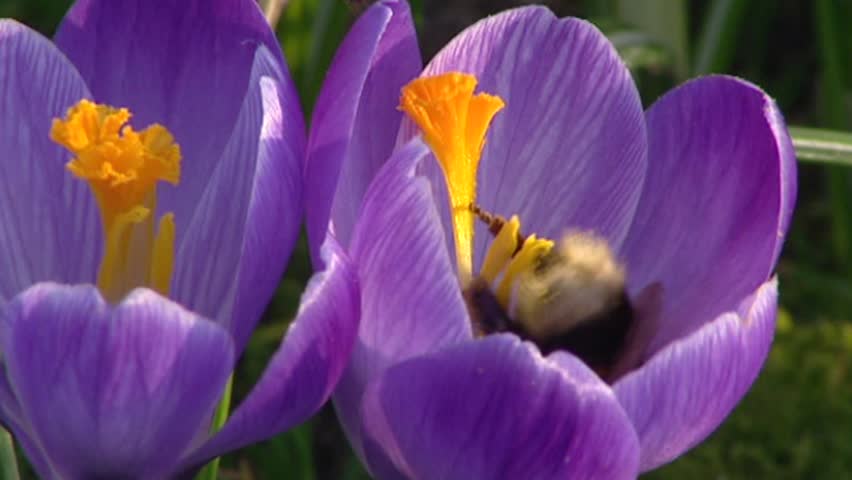 Bumblebee creeping in bunch of lilac crocuses - low angle