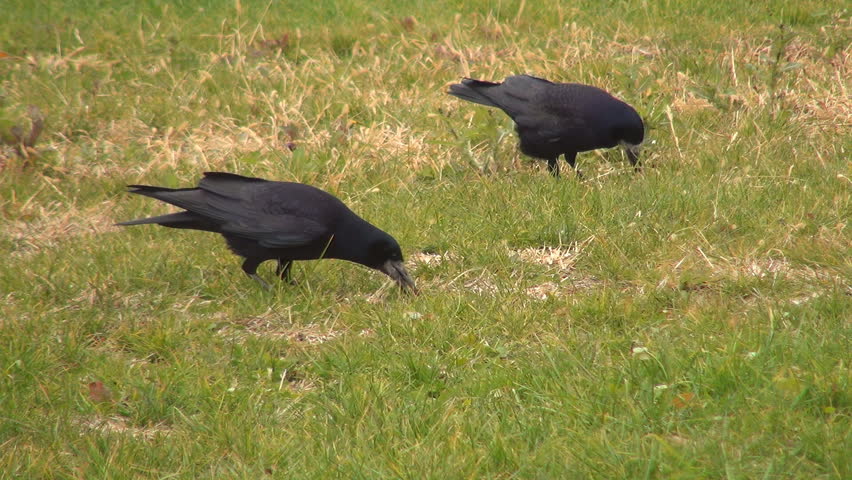 Crows Searching for Nuts, Food Through Grass, Hungry Ravens, Black Birds
